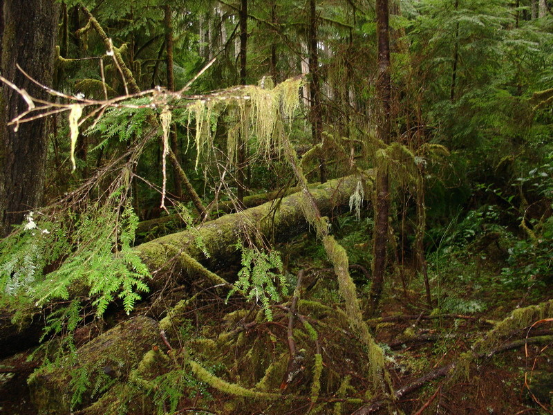 Фото из интернета.