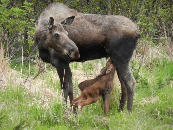 Покормит мать лосят и уйдет по своим делам, а дети будут тихо лежать в траве до следующего кормления. Если конечно их не найдет и не унесет из леса человек