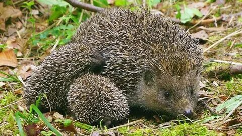 Ежата хотя уже и вышли из гнезда, все еще остаются с мамой и даже подсасывают ее