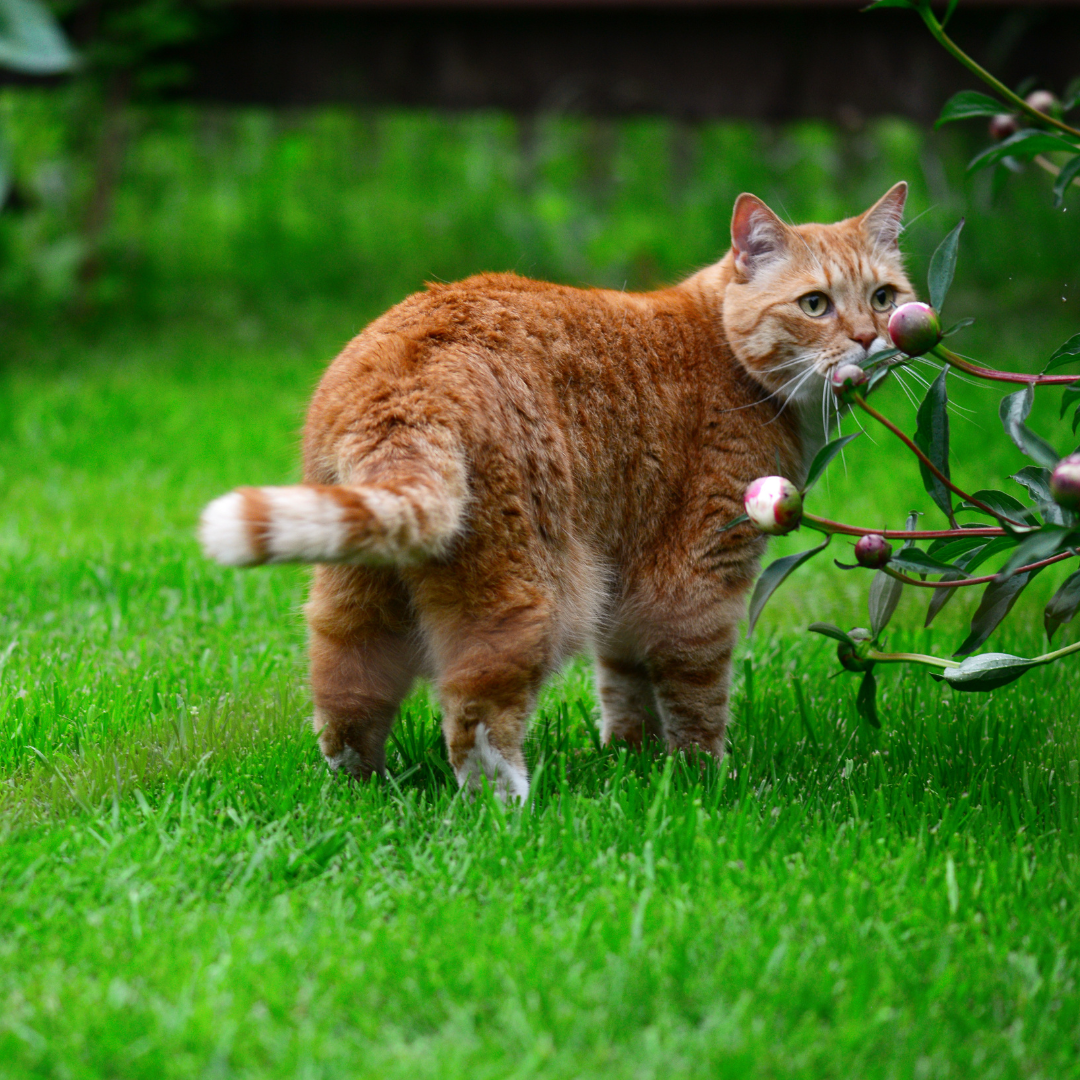 Рулонный газон Canada Green