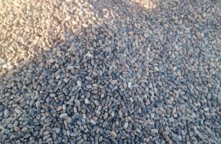 Зернофураж иногда можно отличить по виду: зерно битое, разного размера или мелкое, неоднородный окрас и меньше блеска. Фото: объявление на Avito