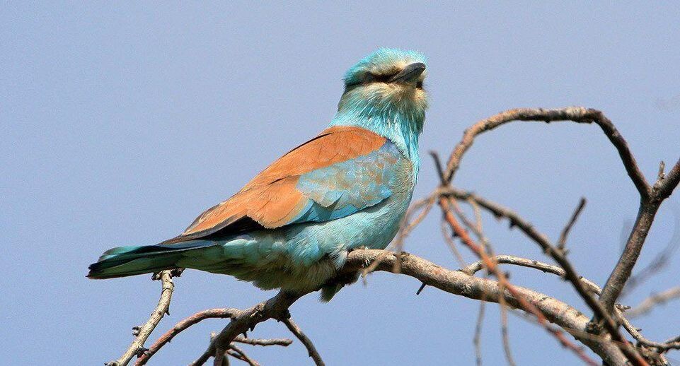    Кучеренко В.Л.