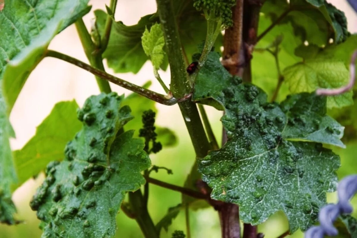     На листьях признаки филлоксеры видны в виде вздутий и наростов на нижней стороне.