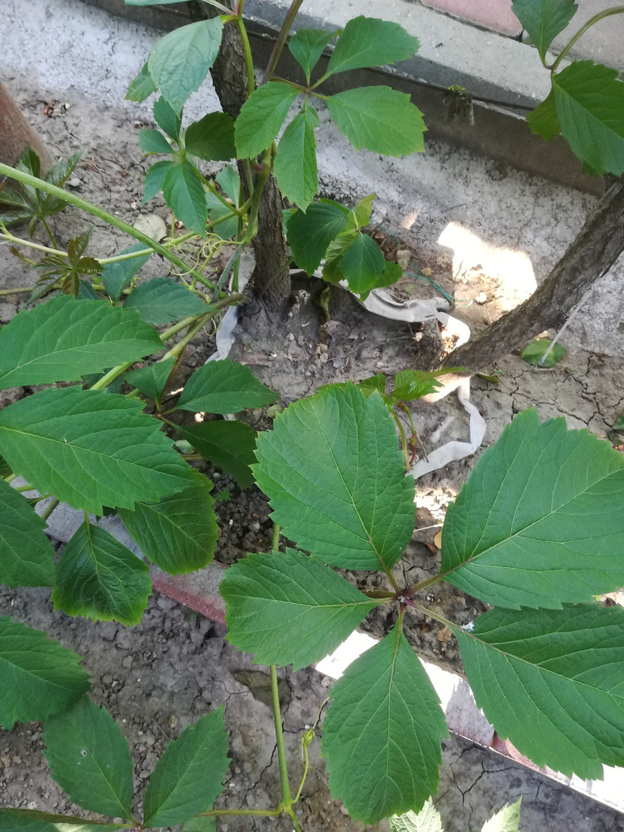 Много лет так сидит. 