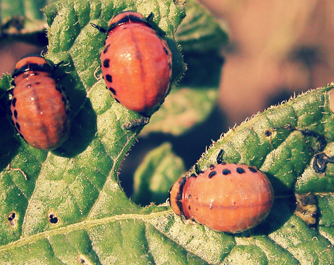 1 раз опрыскал картошку и колорадских жуков нет весь сезон