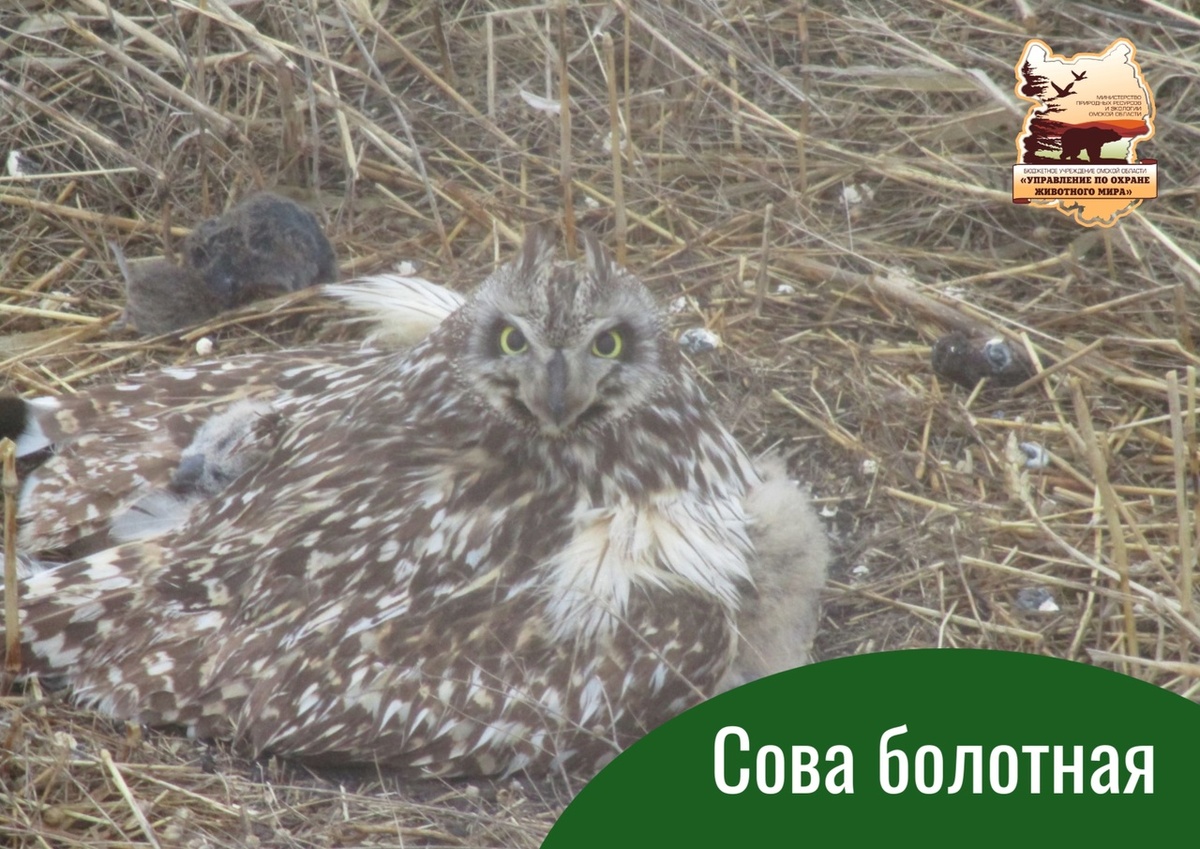    Фото: пресс-служба Управления по охране животного мира Омской области