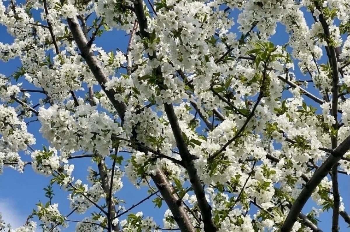    Жители Перми стали заблаговременно готовиться к сезону аллергии