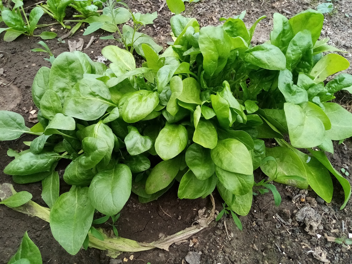 Шпинат Повар Миша после второй срезки 17 мая. 