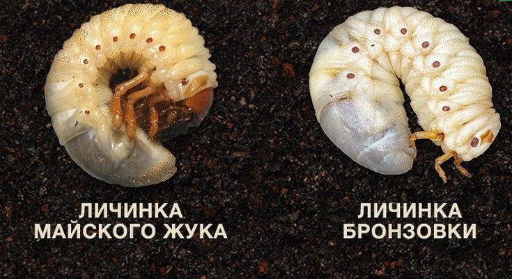 Гайд, как отличить личинку хруща от личинки бронзовки. Первые — вредители, они повреждают корнеплоды и жуют корни растений. Бронзовки же, наоборот, полезны для участка — они перерабатывают органические отходы. 