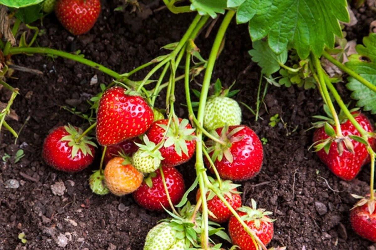    «Банные» процедуры на грядках.