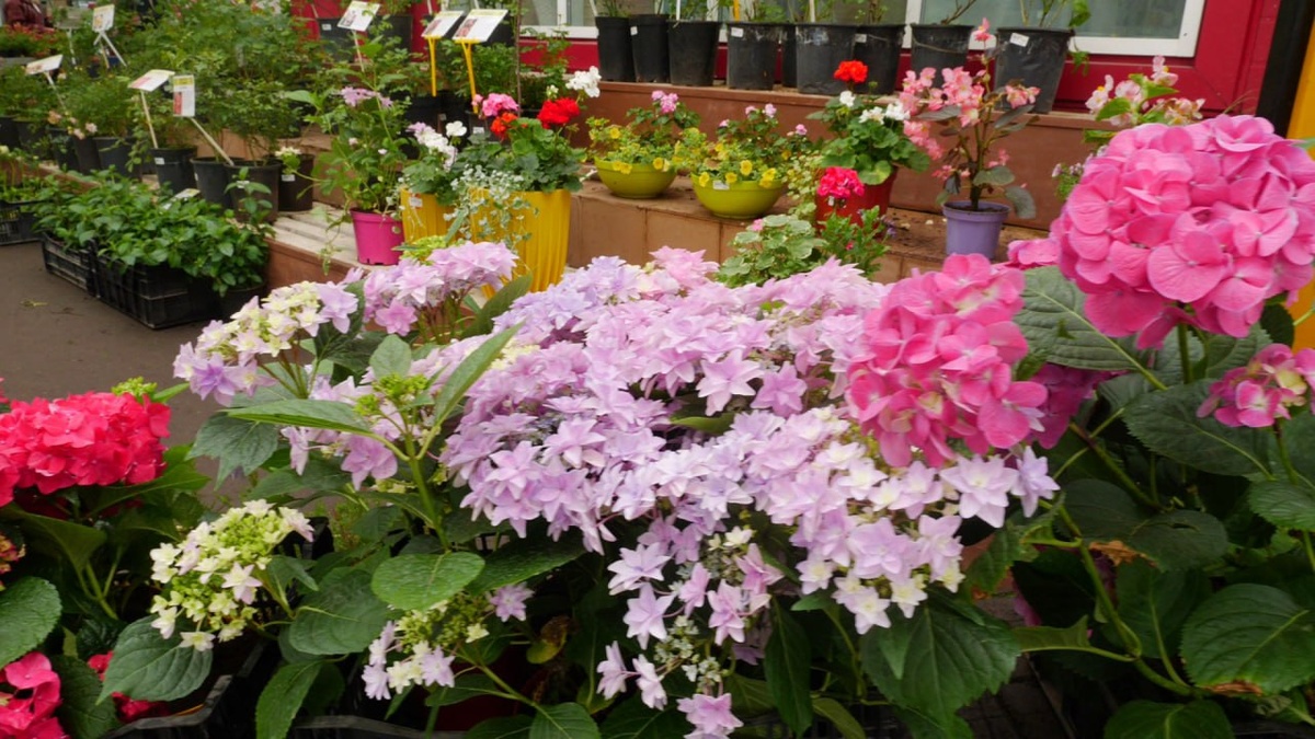 Для современного стиля подойдут строгие формы и однотонные растения, а для уютного и деревенского стиля - пышные и разноцветные