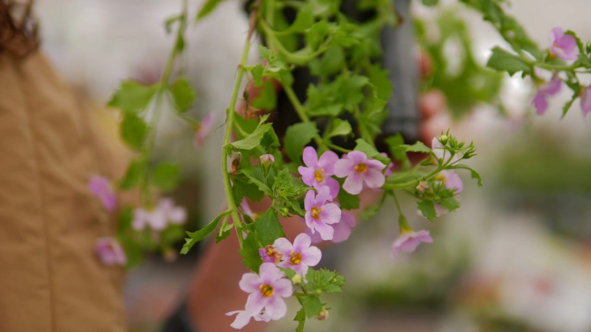 Бакопа - неприхотливое и яркое растение. Цвести будет весь летний сезон даже при сложных климатических условиях