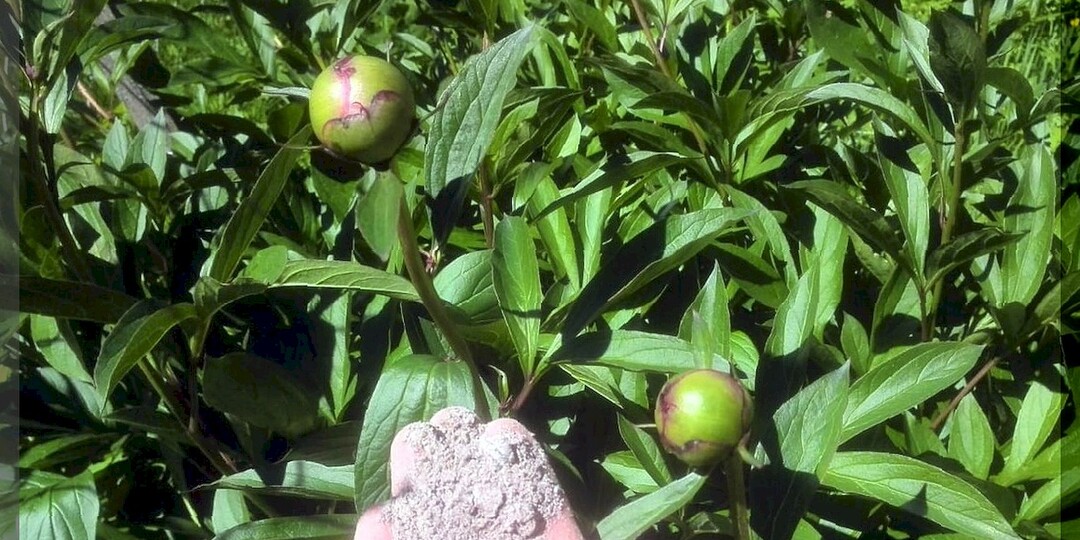 Какие обязательные подкормки нужны пиону для пышного цветения: простые подкормки пионов для дачников выходного дня