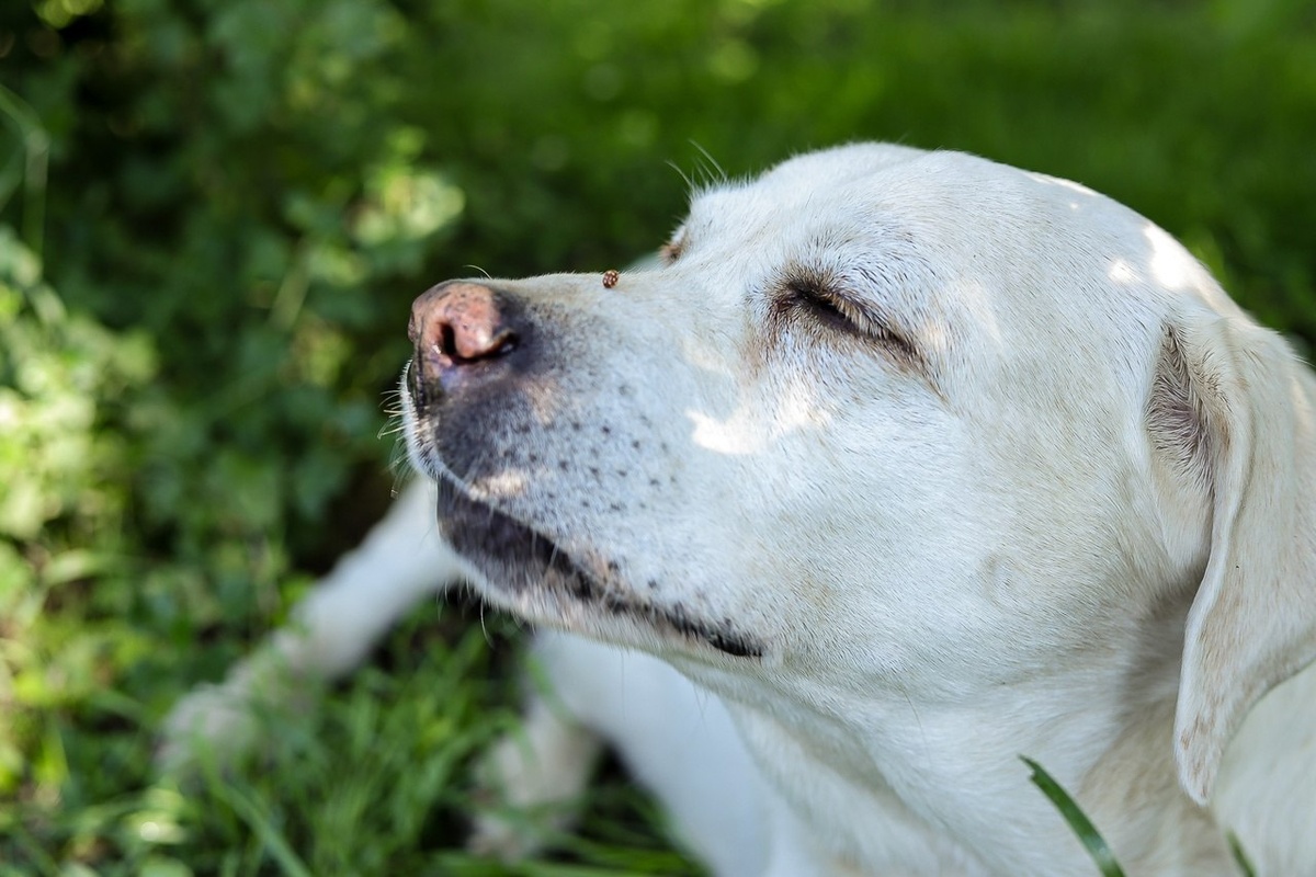 Жалоб жителей о травле собак в сквере Тружеников тыла не было.  Фото: ФедералПресс / Екатерина Пономарева