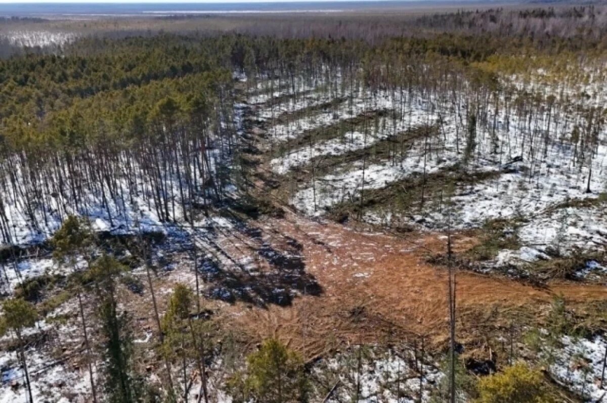   Добровольцев обучат для тушения лесных пожаров в Забайкалье
