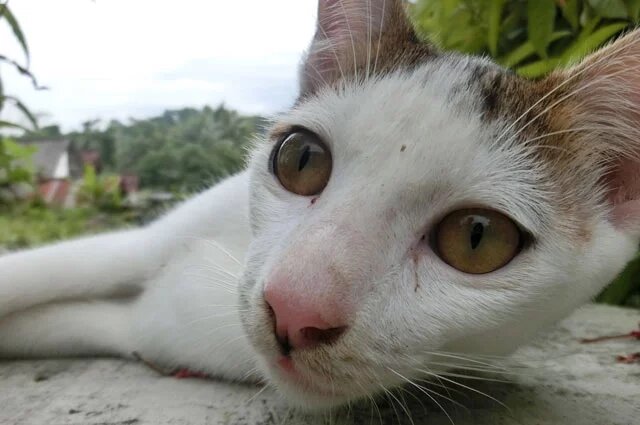    Сколько пород кошек существует в мире?