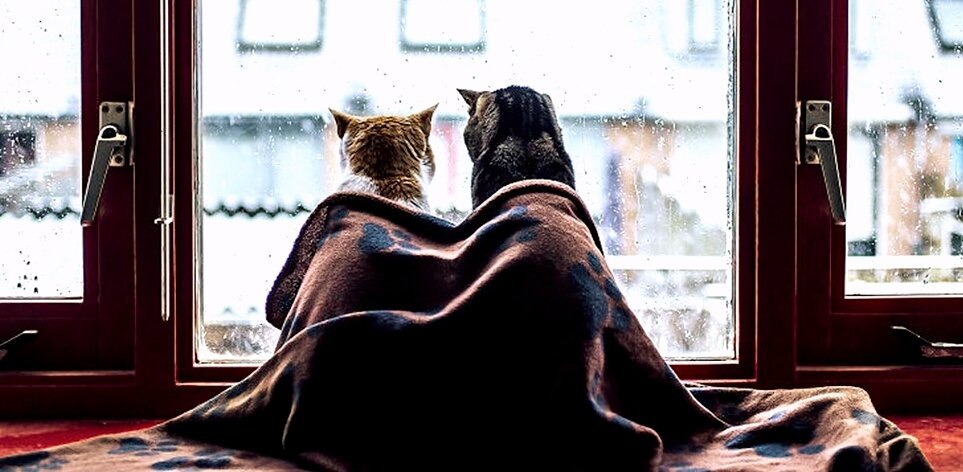 Берём пример с хозяев! Фото из открытого доступа в Интернете.