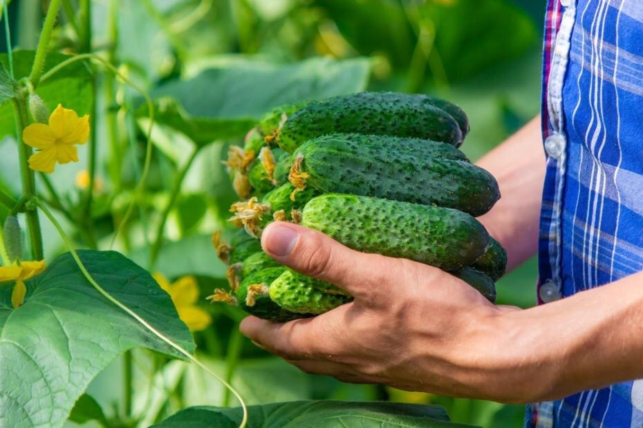    Shutterstock/FOTODOM