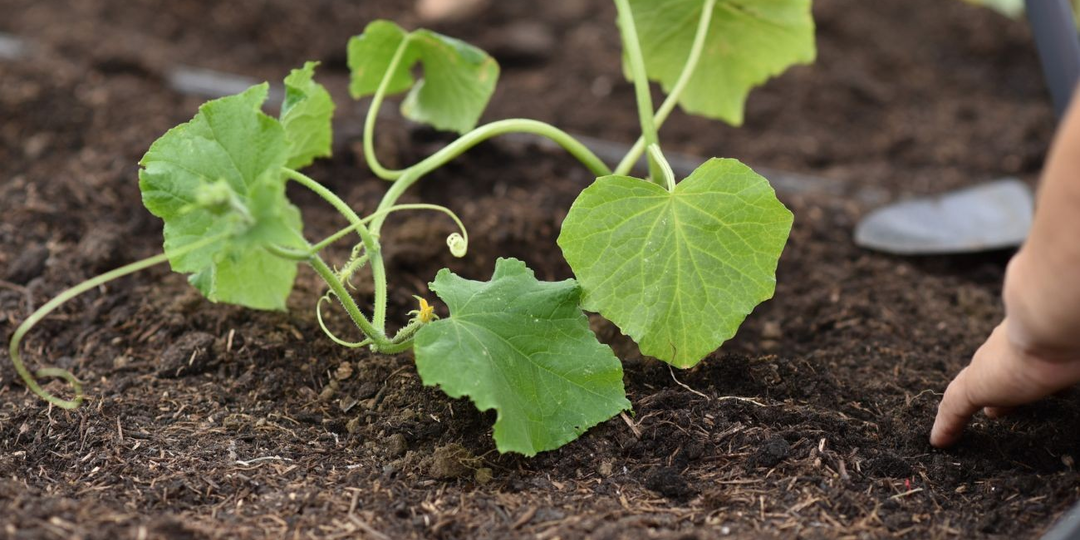 График подкормки уличных огурцов. Когда начинать подкормку, чтобы получить большой и здоровый урожай?