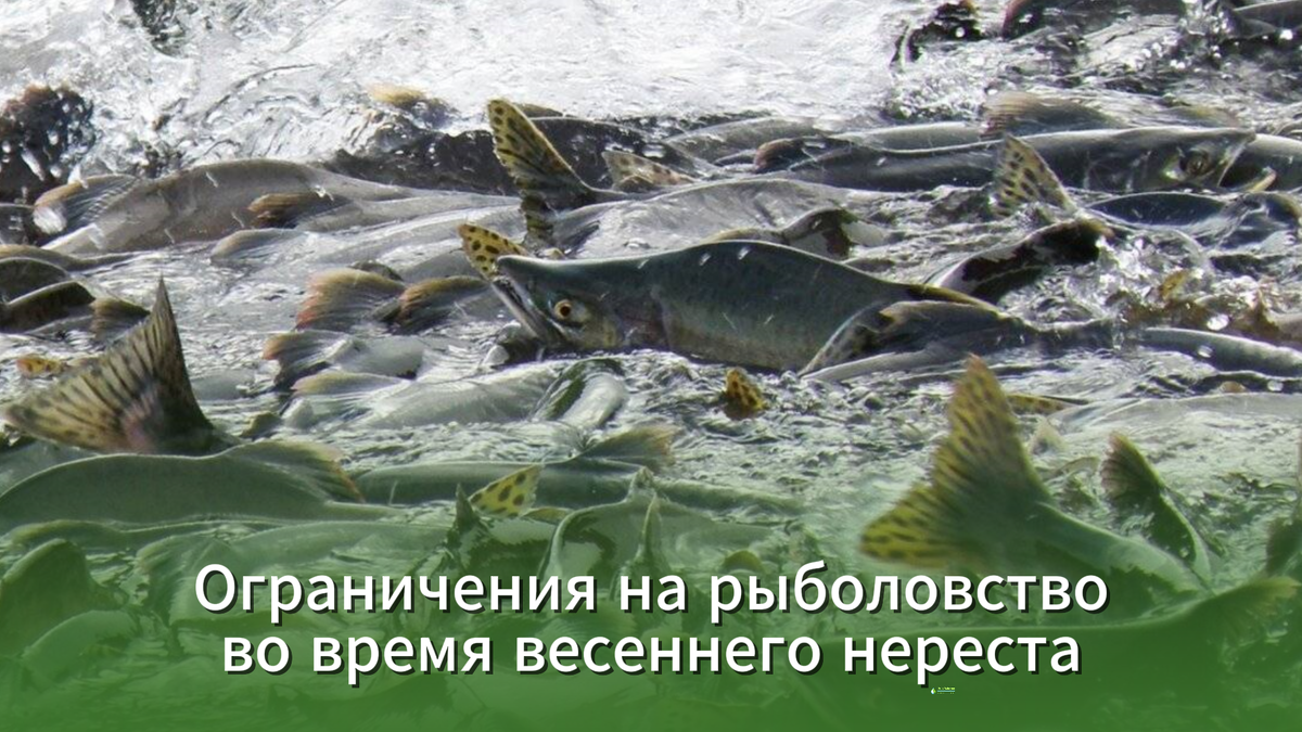 Весенний нерестовый запрет на рыбалку в 2025 году. Штрафы до 1 млн.руб или 5 лет тюрьмы / Николай Середа (Охоты Рыболов Консалтинг)