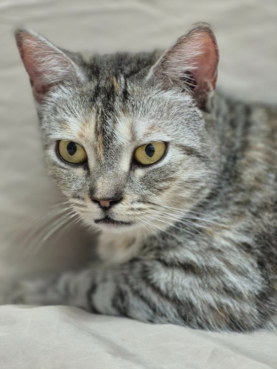 Кошечка Лиза.