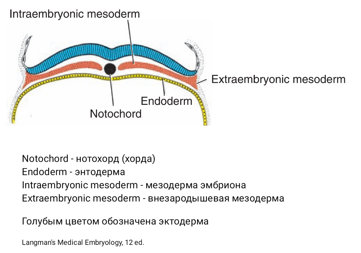 Три листка эмбриона: энтодерма, мезодерма, эктодерма
