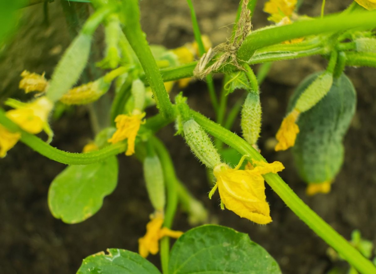 Фото из личного архива