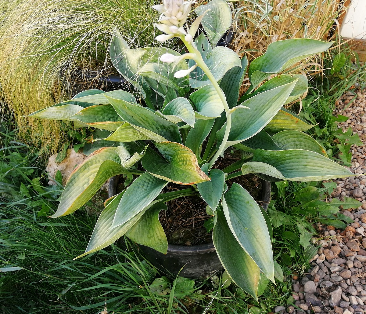 'Абиква дринкин гурд' в 40-литровом горшке в прошлом году. 