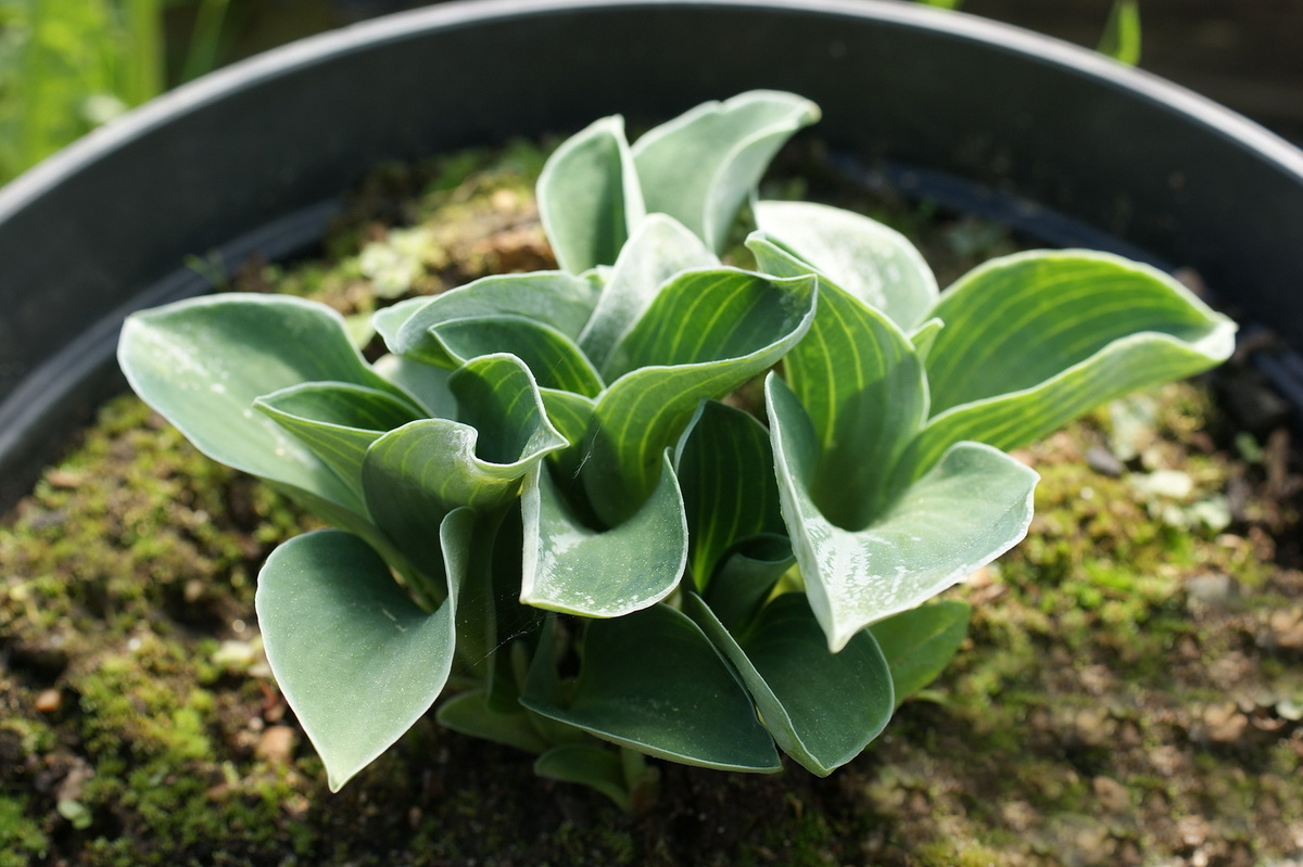 Мышиные ушки уже хороши, и заморозки им не повредили. Но они мелкие, 'Абиква' не заменят и близко. 