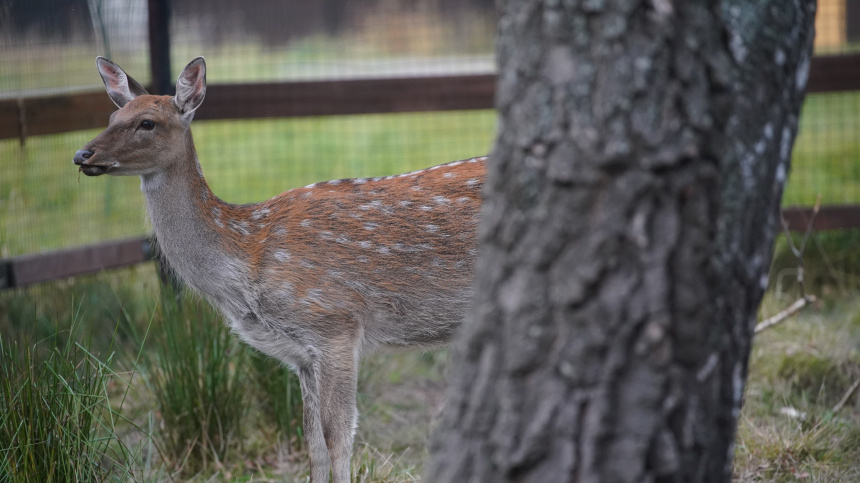    Фото: ИЗВЕСТИЯ/Известия