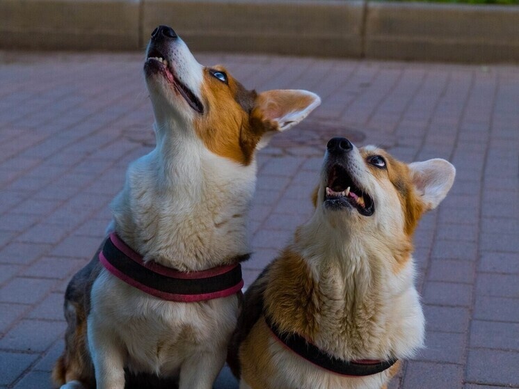     Эксперт Романовская посоветовала при выборе питомца учитывать собственный образ жизни. Фото: архив МК в Хакасии