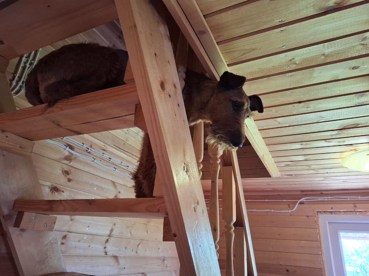 Опасная ситуация.  Но Айне умеет ходить по этой лестнице.