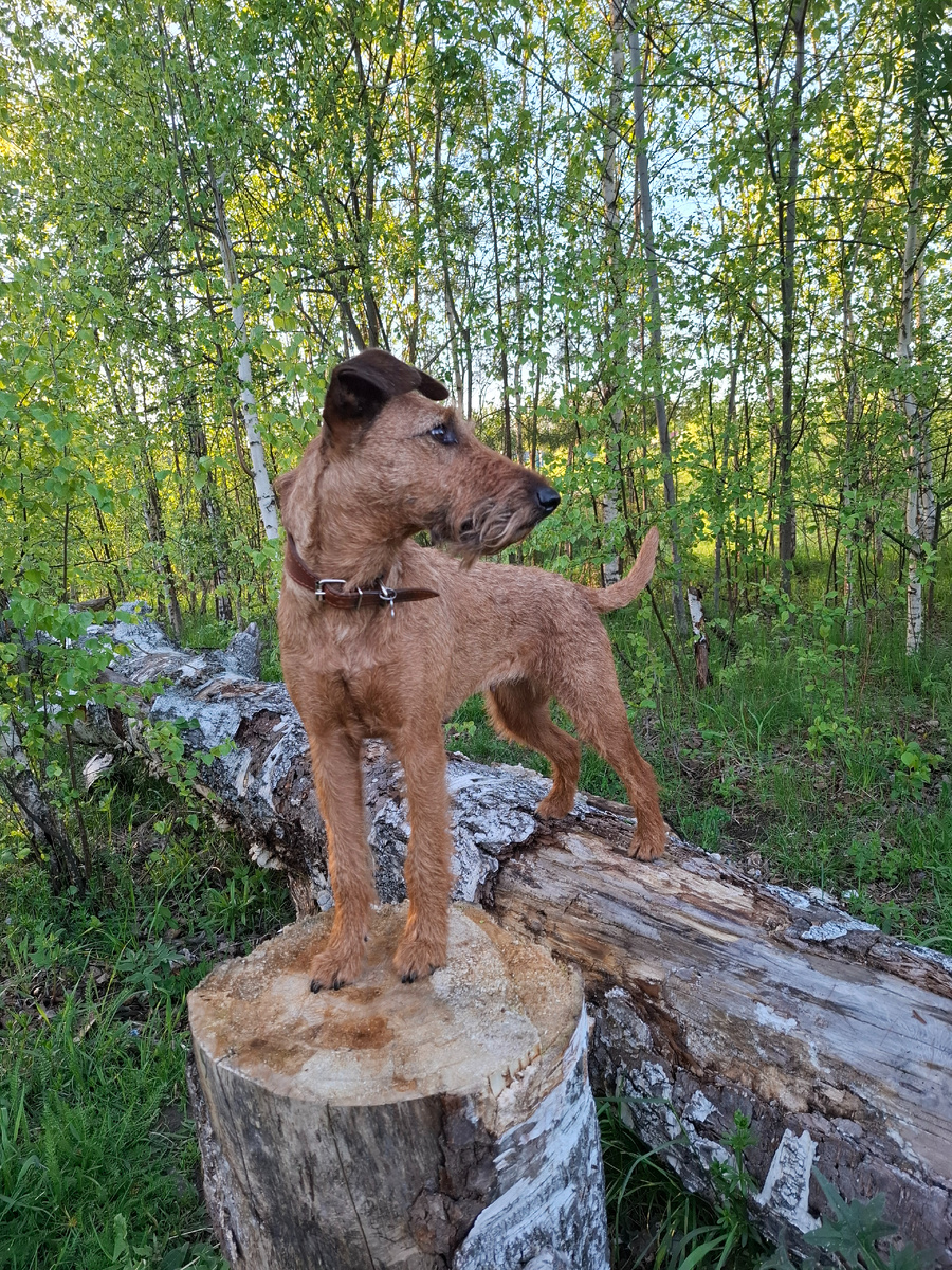 Что может быть прекраснее прогулки на даче?!