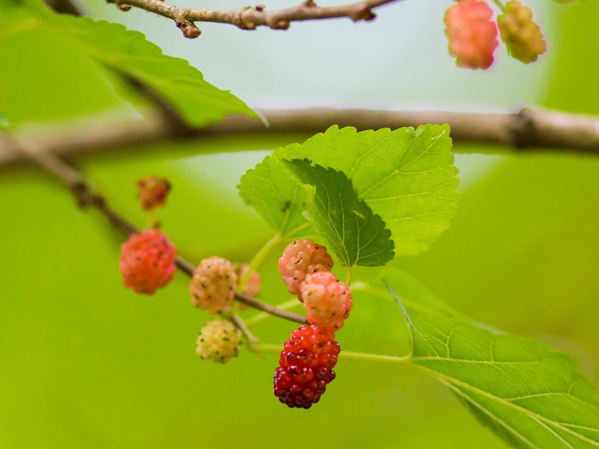 Ягоды шелковицы. Фото Melissa McMasters, 2015 г.