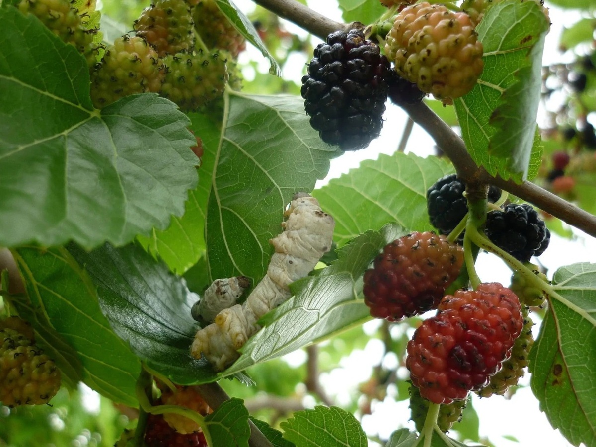 Гусеницы Тутового шелкопряда на листьях шелковицы. Фото gorkaazk