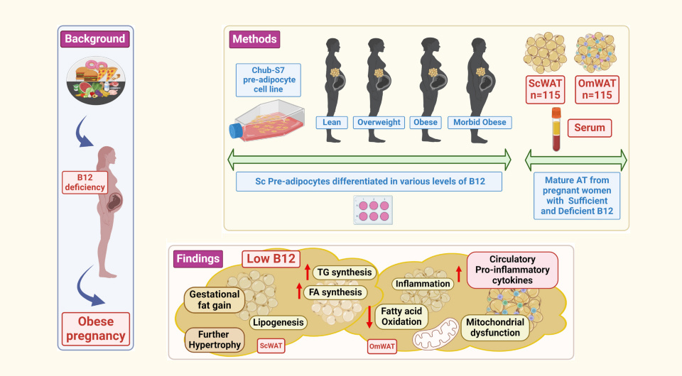   Samavat et. al / BMC Medicine, 2025
