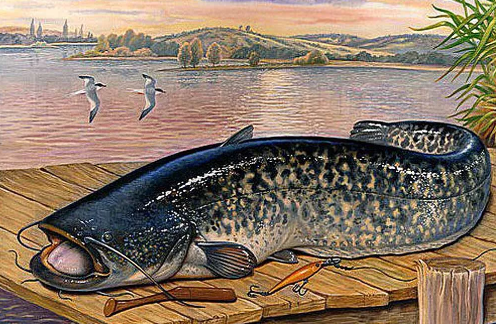 Ключевые слова: ловля сома весной, где искать сома после зимы, снасти на сома, приманки для сома, весенняя рыбалка на сома, советские методы ловли, трофейный сом