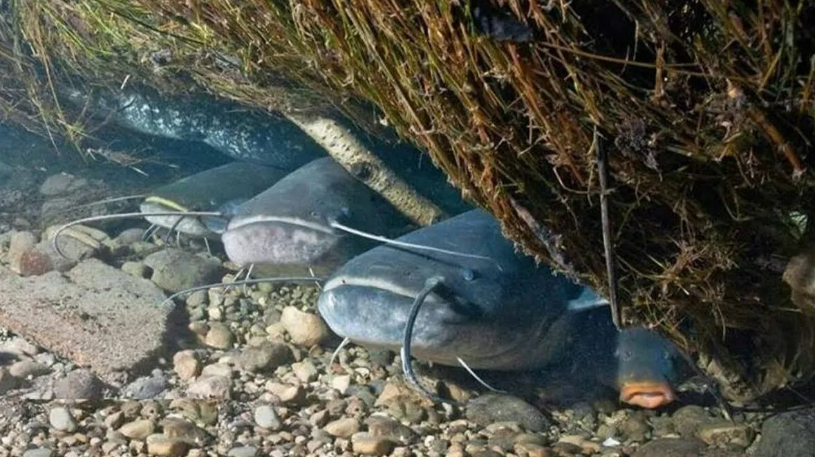 Ключевые слова: места стоянки сома весной, сомовьи ямы, где ловить сома после зимы