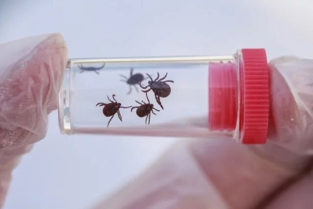    Что делать, если укусил клещ? Пошаговая инструкция