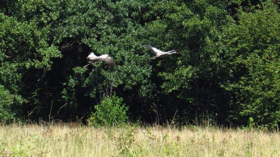    Фото: ОКУ "Курскохотрыбцентр"