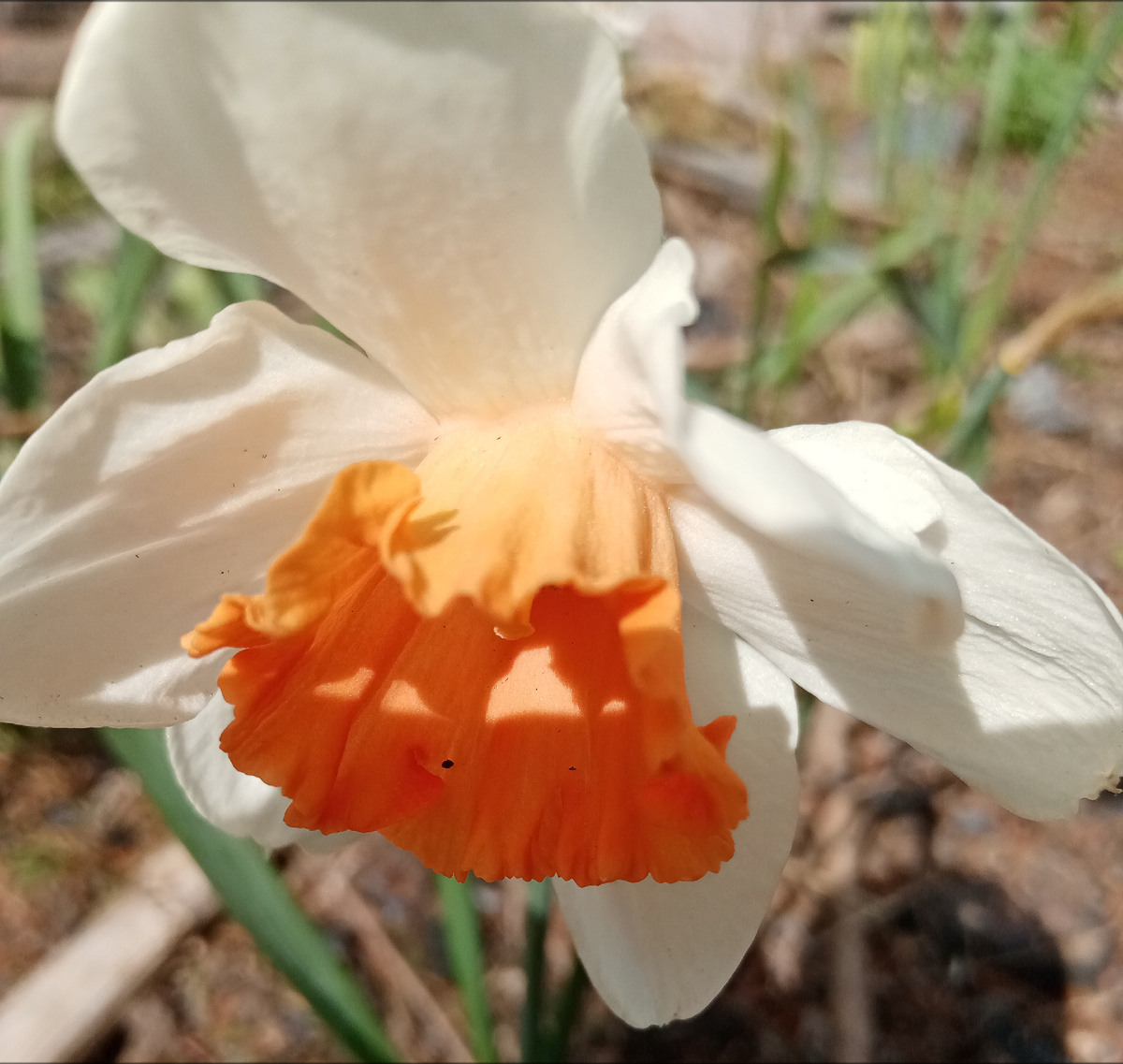 Догадаетесь, почему иллюстрацией служит фото этого цветка. 