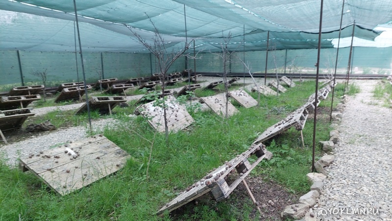 Улитки в Переваловке выращивают на поддонах под теневым навесом |©yoklmnru 2025