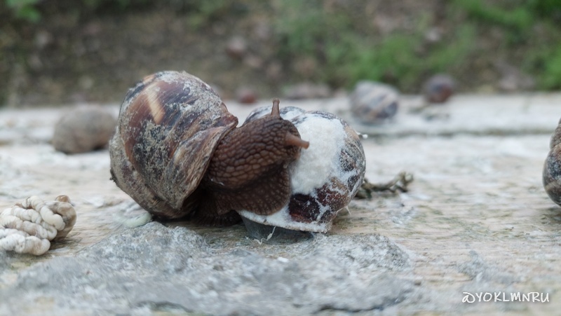 В Переваловке выращивают виноградные улитки |©yoklmnru 2025