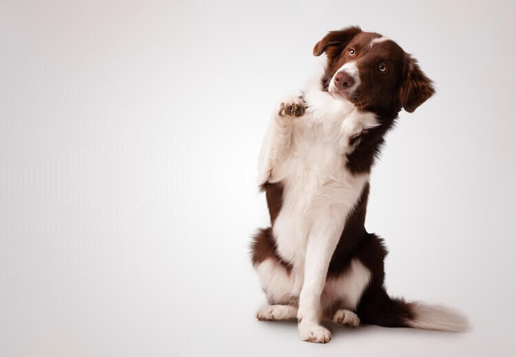 источник фото: https://www.allthingsdogs.com/wp-content/uploads/2019/07/Border-Collie-Names-Feature.jpg