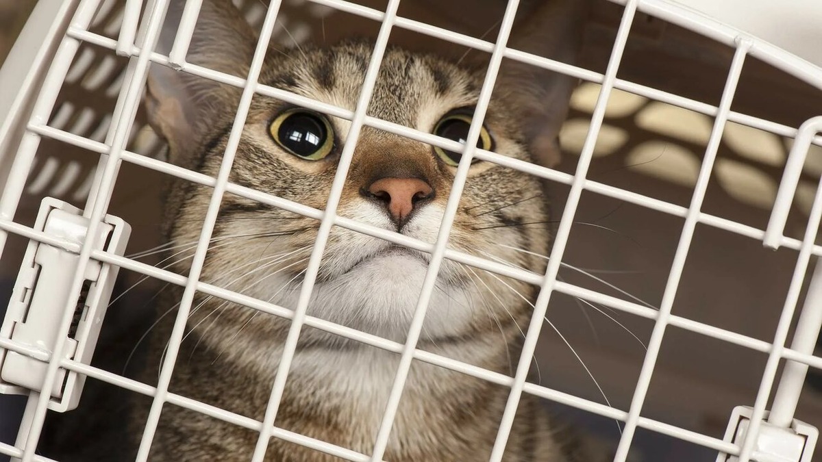 Фото взято из интернета 