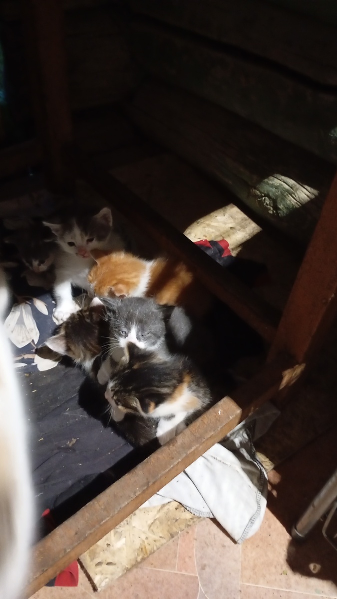 Семейка старшие и их племянники получается.