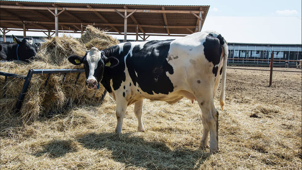Фото: Олег Харсеев / Коммерсантъ