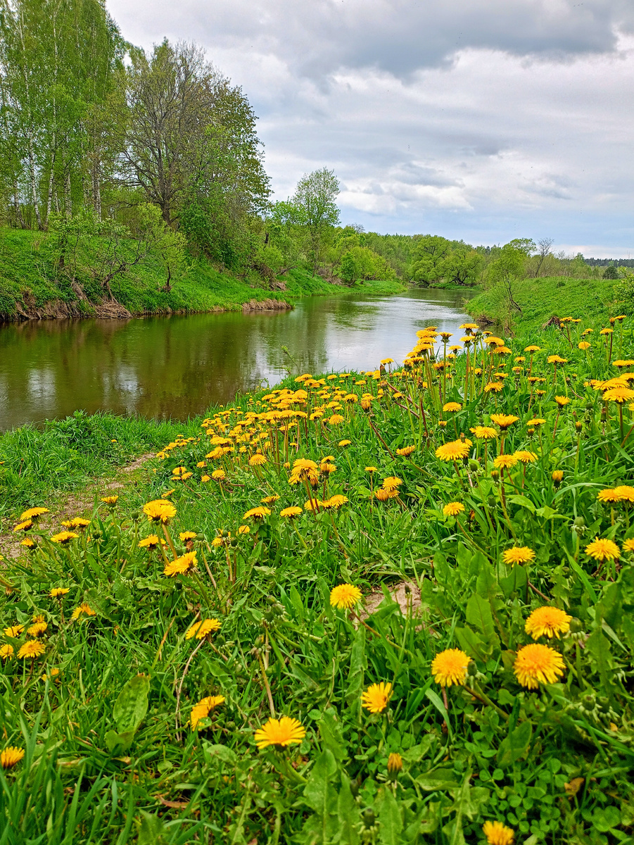 Одуванчики  ещё цветут