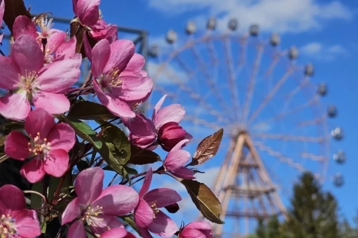    Опубликованы яркие фото цветущего весеннего Новосибирска