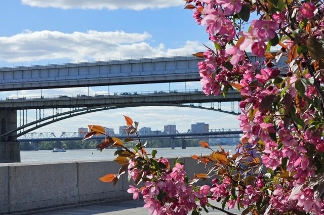    Фото: МК в Новосибирске/ Фотограф Юрий Бабичев